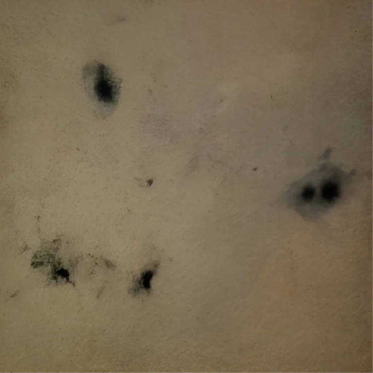 Carpet stain removal process